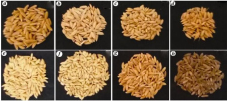 Machine-learning model demonstrates the impact of public breeding on rice yield under climate change