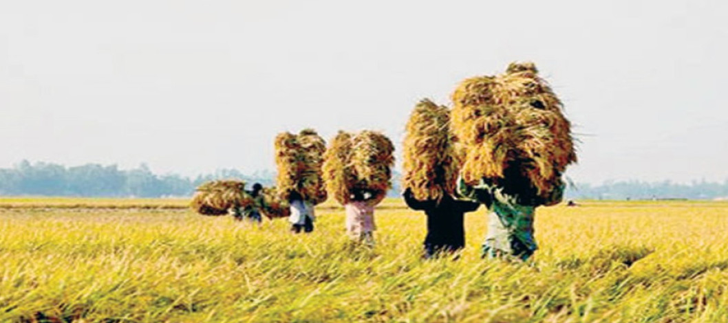 In the revised budget, the subsidy in the agriculture sector has increased by Tk 8000 crore