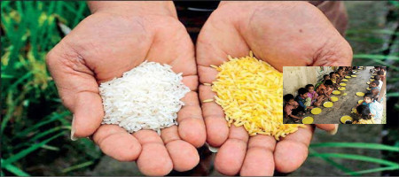 Agricultural scientists and civil society clash over golden rice Save translation