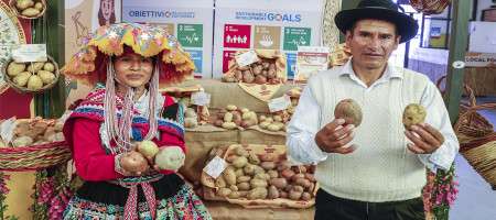 International Day of Potato: At the inaugural celebration, FAO highlights the crop’s significance and further potential