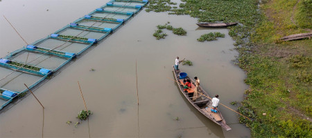 Global fisheries and aquaculture production reaches a new record high
