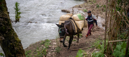 Global Environment Facility approves $70 million to support FAO projects in 28 countries