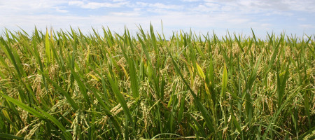 Japan, IRRI launched the ASEAN Rice Project