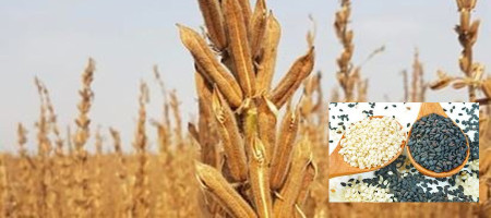 Sesame cultivators expecting bumper production in Manikganj