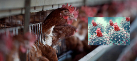 FAO urges immediate action as new variants of avian influenza threaten Asia and the Pacific