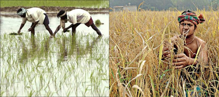 West Bengal Agriculture Minister outlines impact of climate change on rice production