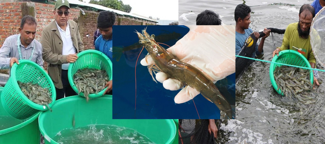 Intensive cultivation of Venami started, and more than 80 tonnes of shrimp were found per hectare