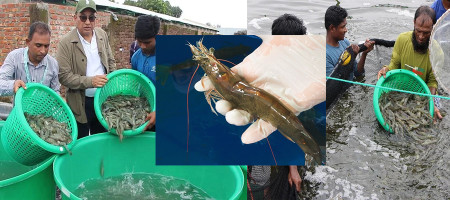 Intensive cultivation of Venami started, and more than 80 tonnes of shrimp were found per hectare