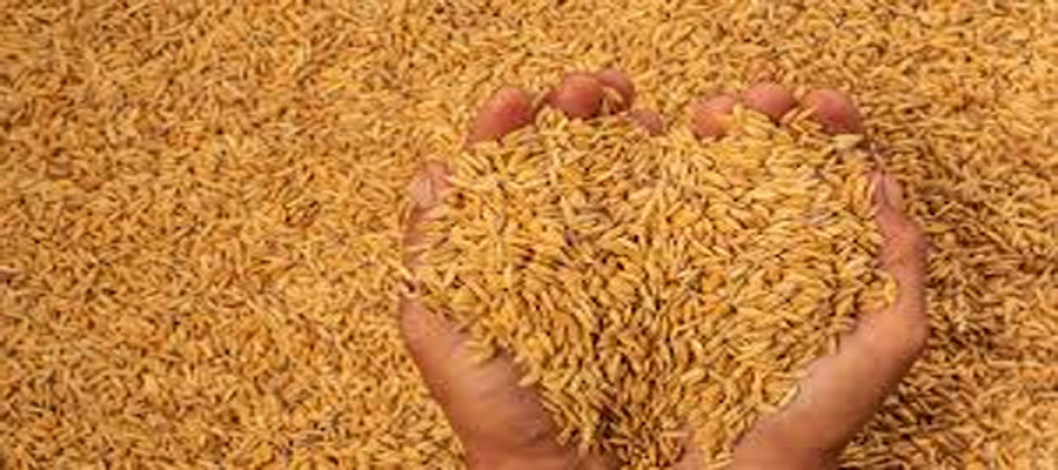 Govt to procure 30,692 tonnes of Boro rice in Jashore