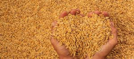 Govt to procure 30,692 tonnes of Boro rice in Jashore