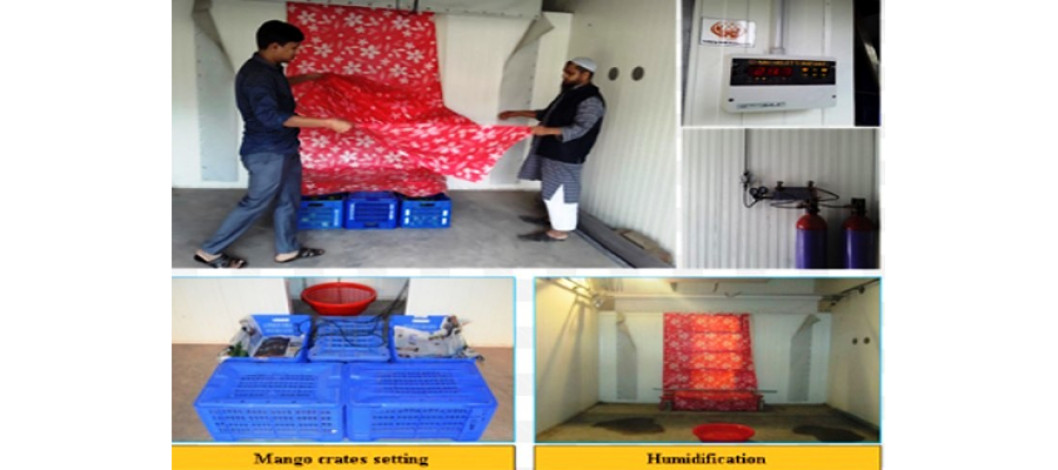 The innovation of the 'Ripping Chamber', safe technology for fruit ripening in BARI