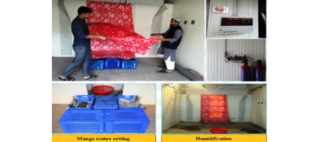 The innovation of the 'Ripping Chamber', safe technology for fruit ripening in BARI