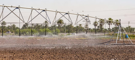 Farmers are innovating to save Iraq's rice production