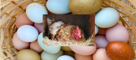 Predicting egg color: The secret lies in the hen's earlobe