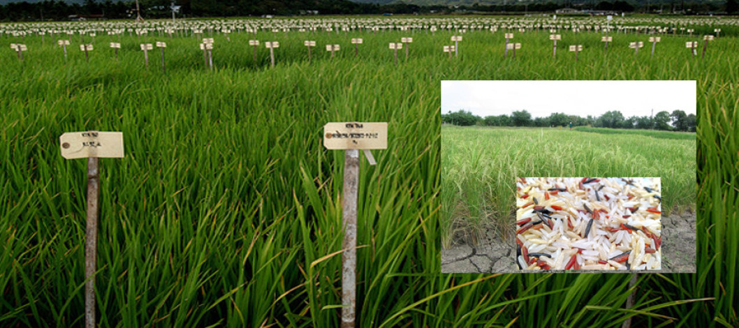 Scientists are relying on traditional rice to develop new flood-resistant varieties