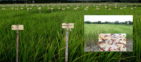 Scientists are relying on traditional rice to develop new flood-resistant varieties