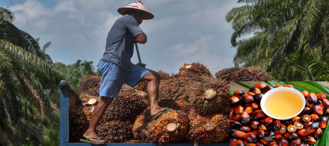 Malaysian Palm Oil in the EU-27: Performance and Projections for 2024