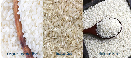 What Are Indica, Japonica And Glutinous Rice
