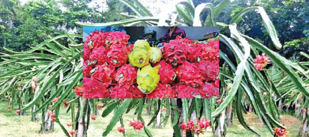 Dragon farming boosts agribusiness in Rajshahi