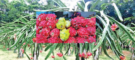 Dragon farming boosts agribusiness in Rajshahi