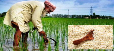 Punjab sees 12.58% growth in the basmati cultivation area during Kharif season