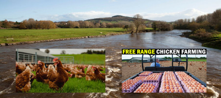 Studies on soil and water quality associated with free-range egg production