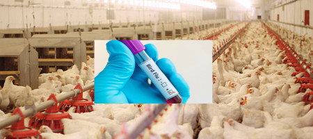 Avian influenza research study to limit transmission to the wider public