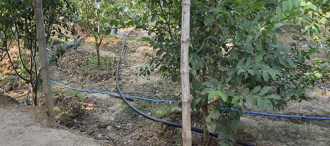 Modern irrigation technology contributes to water conservation in Rajshahi Barendre