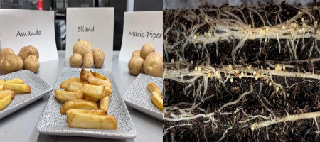 Could super potatoes save the tattie industry?
