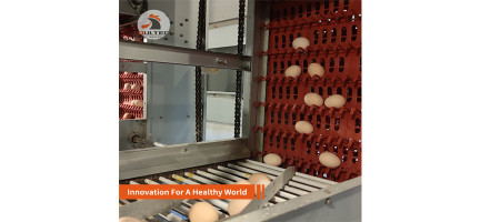 Enhancing the Strength of Chicken Eggshells