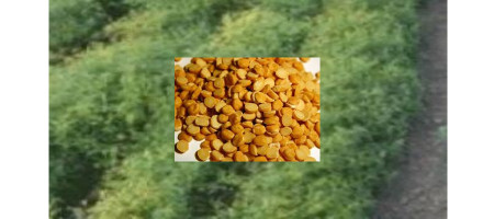 Biofortified zinc lentil varieties are being promoted in Rajshahi