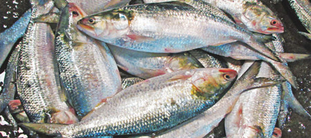 Hilsa exports to India: How much does Bangladesh earn?