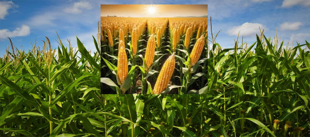 Is short corn a weather-smart option? 3 things to know
