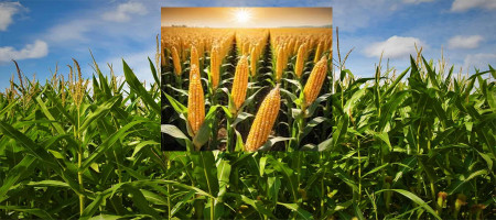 Is short corn a weather-smart option? 3 things to know
