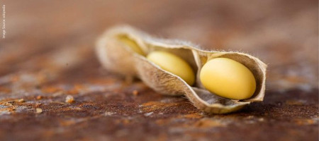 Importance of the quality evaluation of Soybean meal as a feed ingredient for poultry