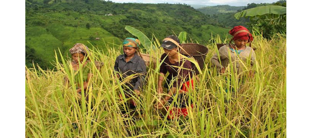 Rice harvesting festival is going on in the hills of the hilly region