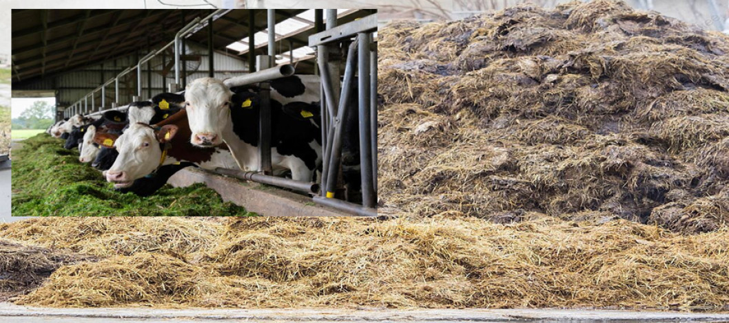 Dutch farmers face a growing dunghill crisis
