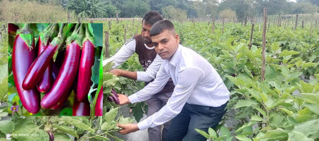 Mulching method of cultivation has ensured a bumper yield of vegetables