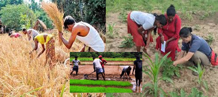 Sri Lanka's small-scale farmers produce most of the country's agriculture