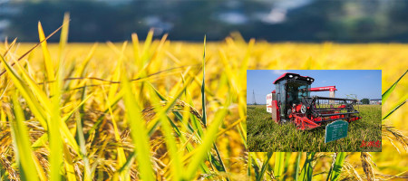 Last season rice yield in Changsha exceeded 600 kg per mu in China