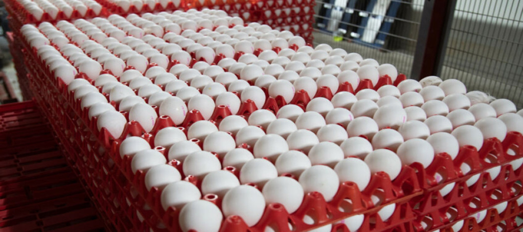 Ukrainian egg market hit with oversupply