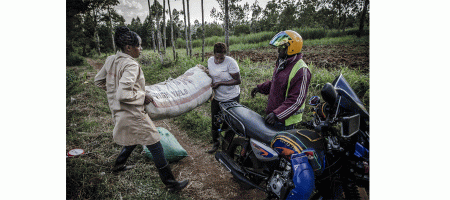 FAO adds to data coverage of employment in agrifood systems