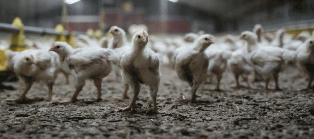 Poultry meat remains popular in Europe