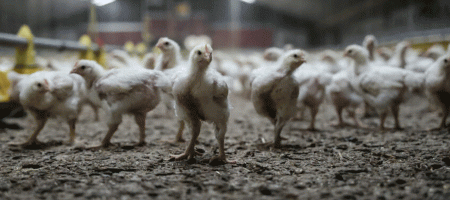 Poultry meat remains popular in Europe