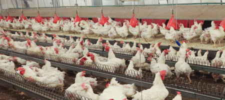Does the poultry industry have a workforce problem?