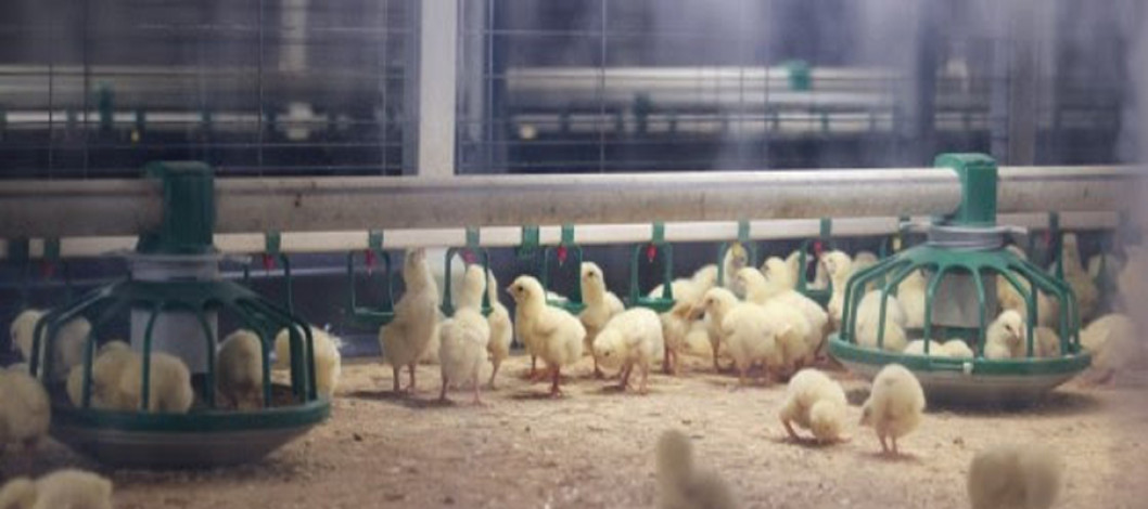 Poultry research in Canada – heavy hitters launch new projects