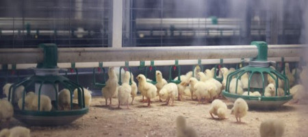 Poultry research in Canada – heavy hitters launch new projects