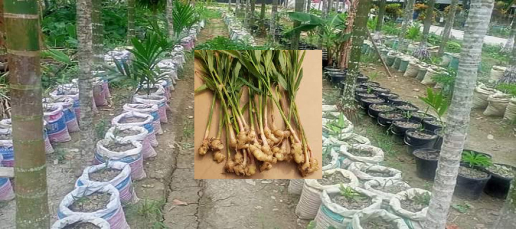 Success of young people in sack ginger cultivation in Phulbaria, Dinajpur