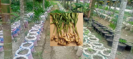 Success of young people in sack ginger cultivation in Phulbaria, Dinajpur