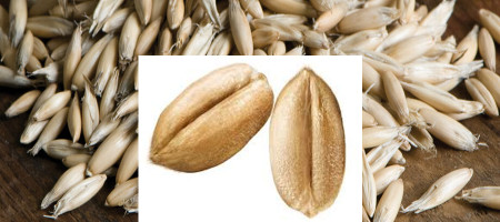 A Seed Quality Dilemma